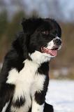 BORDER COLLIE 1127
